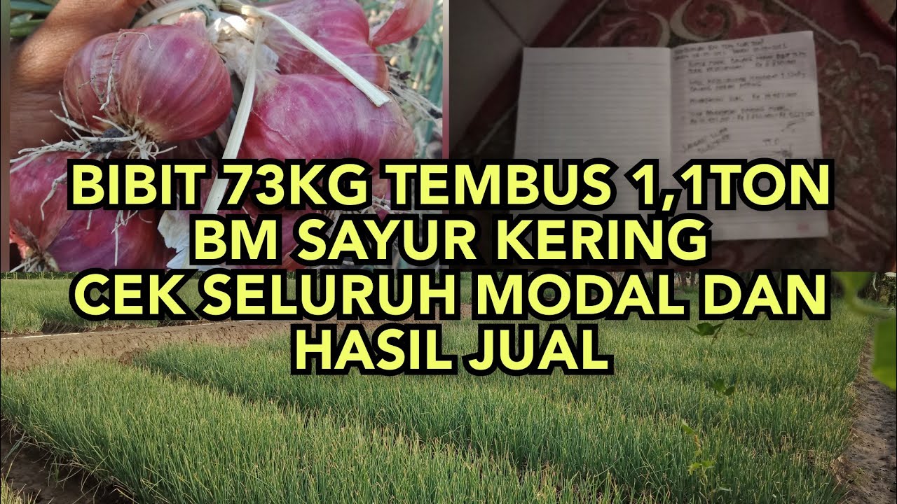 inilah modal tanam bawang merah dari awal sampai panen, dan ini hasilnya