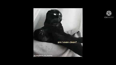 the pfp cat having an existential crisis