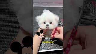 The sweet little Bichon Frize came and didn’t move, so I thought it was a fake. If you don’t own a