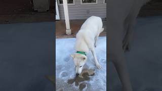 'The Ancient Scent: A Husky’s Survival Instinct' ❄️