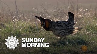 Nature: Greater Prairie Chickens in South Dakota