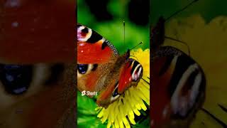 Чудесная Бабочка - павлиний глаз