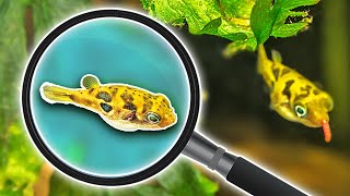 The Smallest Freshwater Puffer in the World