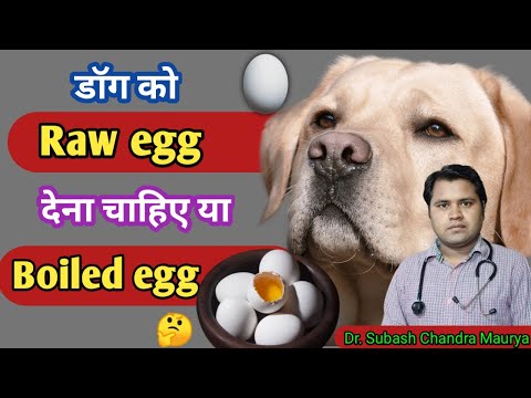 वीडियो: क्या कुत्ते रोज उबले अंडे खा सकते हैं?
