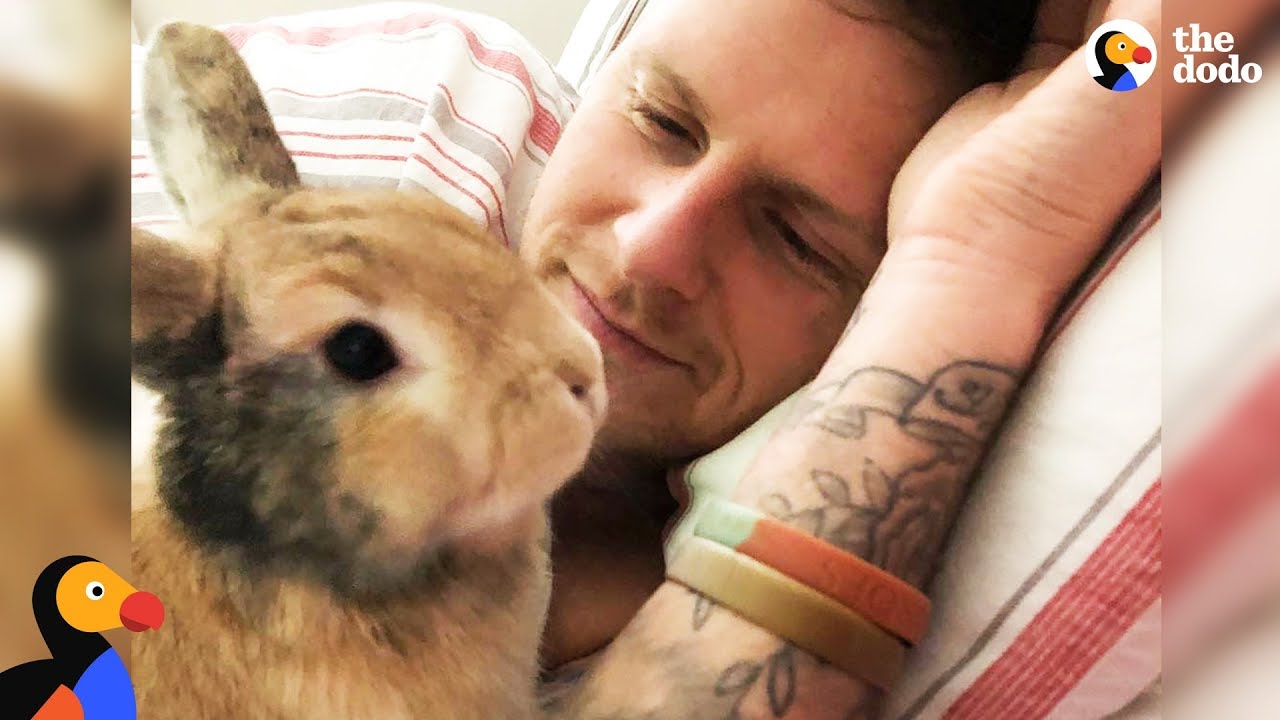 rabbit happy to see owner