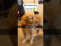 “Watch These Dogs Have Their First Playdate #PuppyPlaydate #CuteDog”