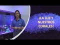 Luz y corales en acuarios marinos