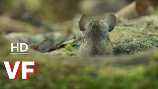 Le Chêne Bande Annonce Vf 2022