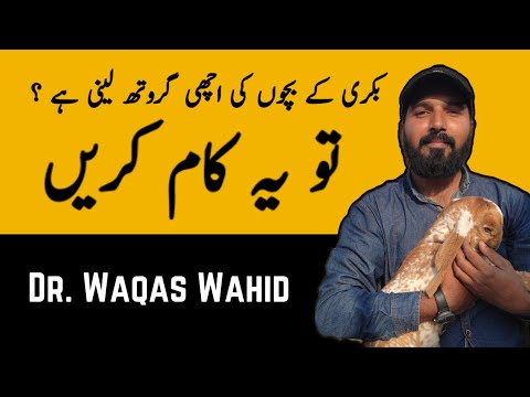 بکری کے بچے کی دیکھ بھال کیسے کریں 