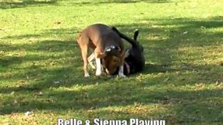 Belle & Sienna Playing - Adopted
