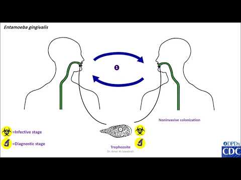 Entamoeba  gingivalis life cycle