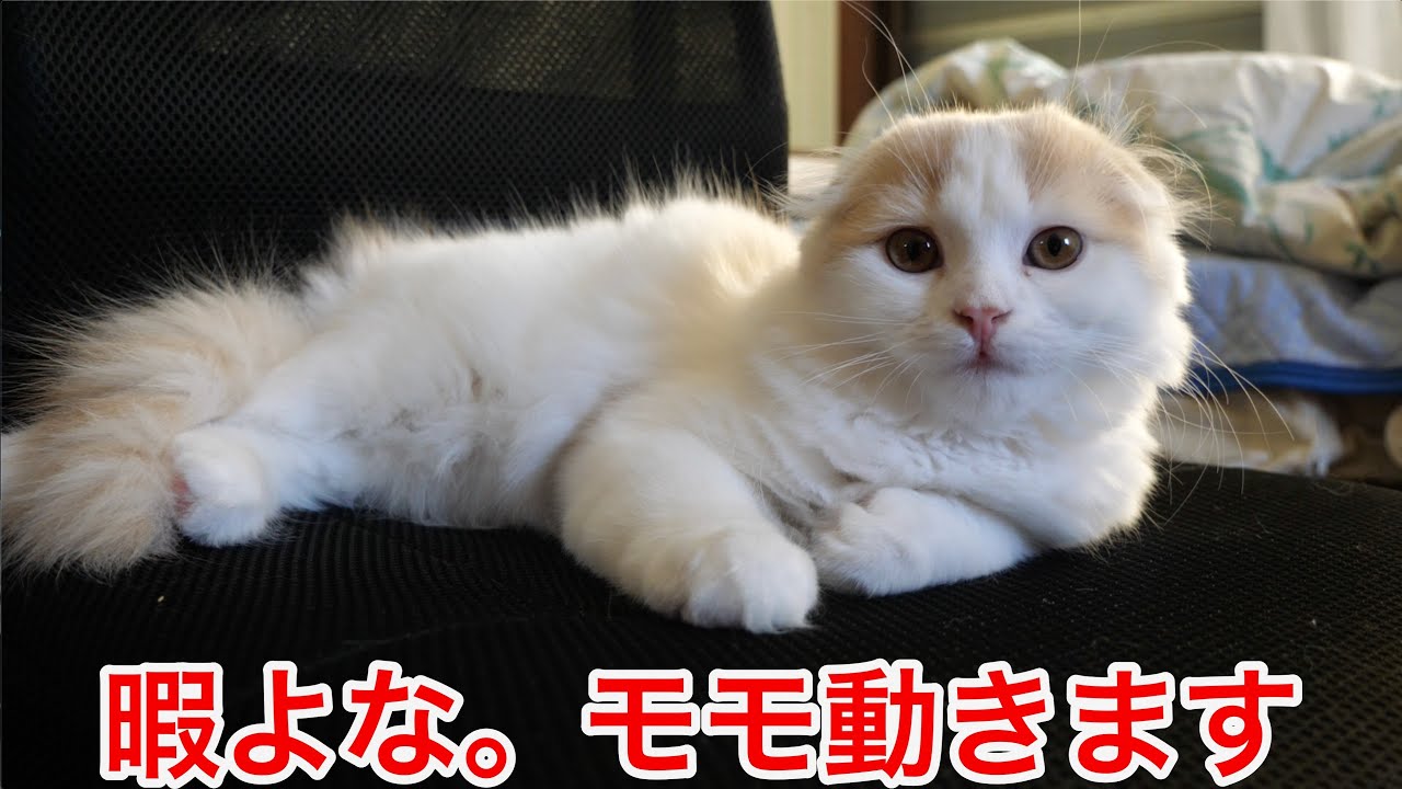 可愛い顔して急にはしゃぎ出す猫 スコティッシュフォールド Youtube 可愛い顔して急にはしゃぎ出す猫 スコティッシュフォールド Youtube