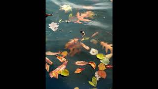 Leaves on Water - Brian Crain