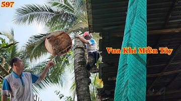 Vua Khỉ Miền Tây cưa hai cây Dừa c.hết khô nằm ngay chỗ chật hẹp như thế nào ? Cutting coconut tree.