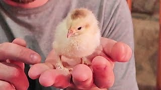 Why I Put My Baby Chick Into Aquarium?