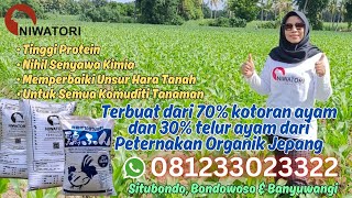 Aplikasi Pupuk Niwatori 10 HST Pd Jagung