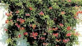... , bignonia cherere, is a colorful, evergreen vine best used in
mild winter areas such as coastal california so...