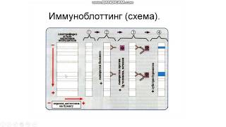 Иммунодиагностические реакции (часть 2). Микробиология