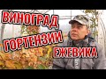 КАК ТОЛЬКО ВСЕ ЭТО ЗДЕСЬ РАСТЕТ? ВИНОГРАД, ЕЖЕВИКА, РОЗЫ, ГОРТЕНЗИИ В ОДНОЙ ТЕПЛИЦЕ 3Х6