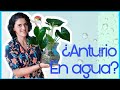 ANTURIO EN AGUA!!💧                                #anturios #jardin #plantas #flores #agua