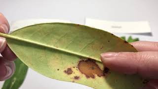 Simple Leaf Classification