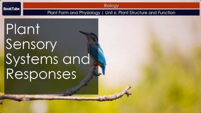 6 Plant Structure And Function 