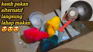 Merawat Anak Ayam Baru Menetas dengan 2 cara sederhana. 