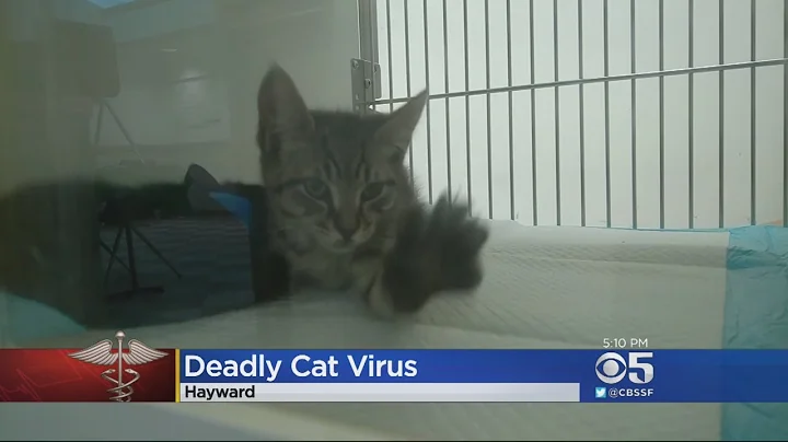 Sickness Forces East Bay Animal Shelter To Stop Accepting Cats