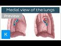 Lungs Medial Views Structure And Function Preview Anatomy Kenhub Lungs Medial Views Structure And Function Preview Anatomy Kenhub