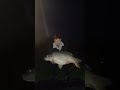 Huge Carp