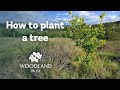 How to plant a tree  the woodland trust