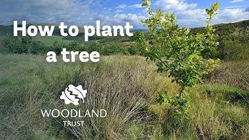 How to plant a Tree - The Woodland Trust