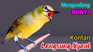 PLECI GACOR suara ngalas NGOTOT - AHLINYA MENGUNDANG BUNYI