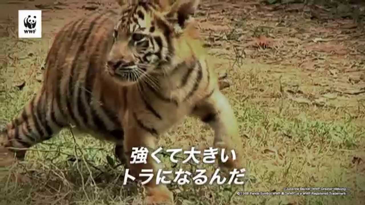 消えゆくトラを守ってください Youtube