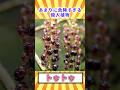 【閲覧注意】あまりに危険すぎる殺人植物「トゥトゥ」【ゆっくり解説】 #どうぶつのひきこ森 #ゆっくり解説 #へんないきもの #閲覧注意