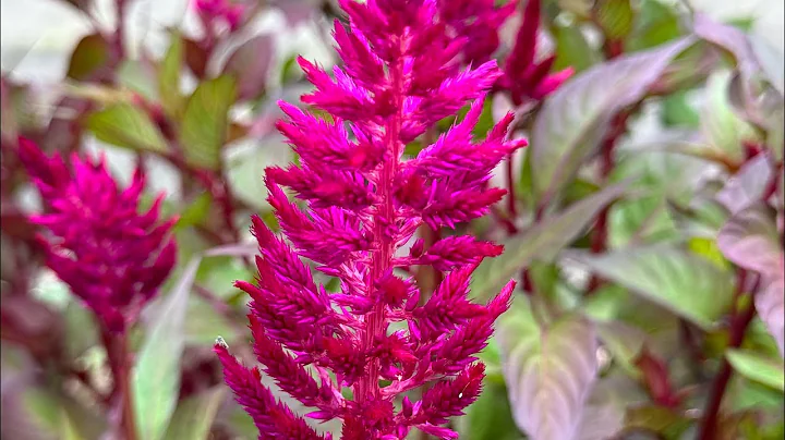Floret Farms Original Celosia Varieties Update