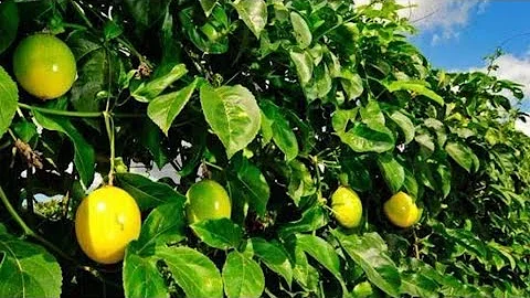 Qual o preço do maracujá no Ceasa?