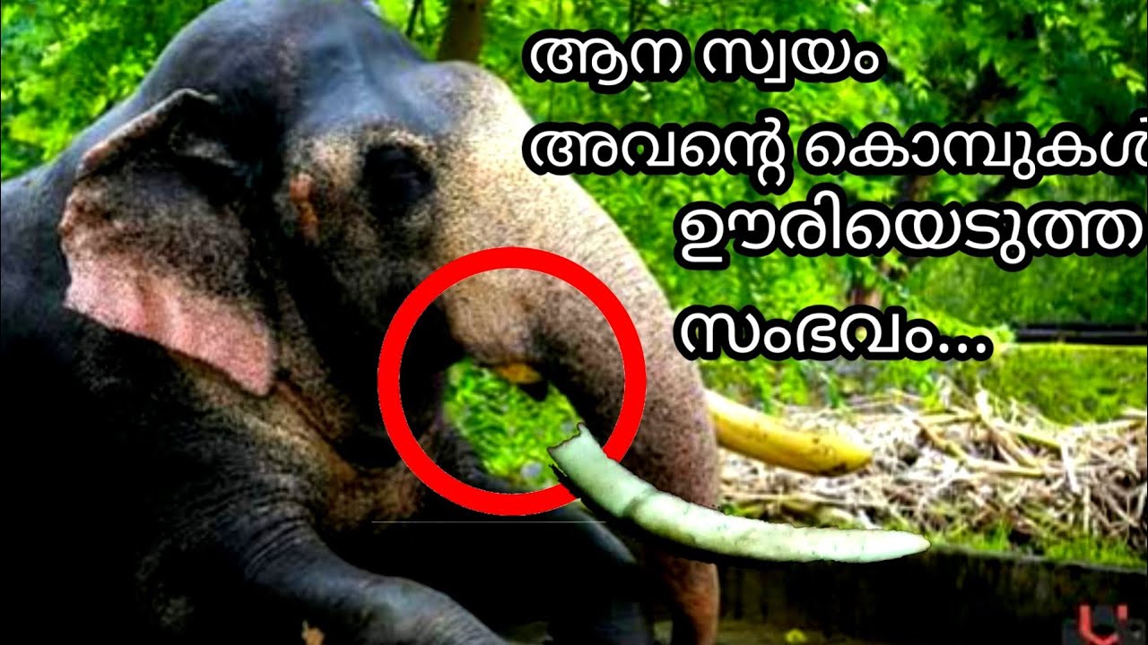 ആന അവന്റെ കൊമ്പ് സ്വയം ഊരിയെടുത്തപ്പോൾ Ernakulam sivakumar elephant