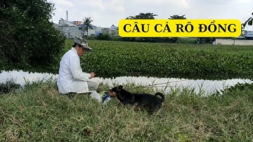 Câu Cá Rô Đồng | Ẩm Thực | Út Ruộng TV