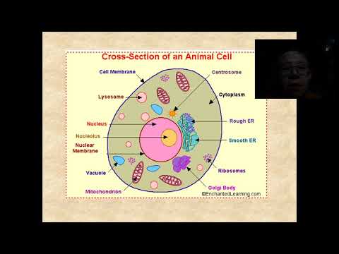 Histologi (Introduction , Sel dan jaringan dasar, epitel)-S.Th.Susilowati,SIP.,SST,Ft.,M.Kes