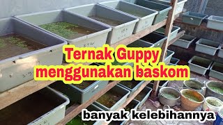 Sukses budi daya guppy menggunakan baskom [2022]