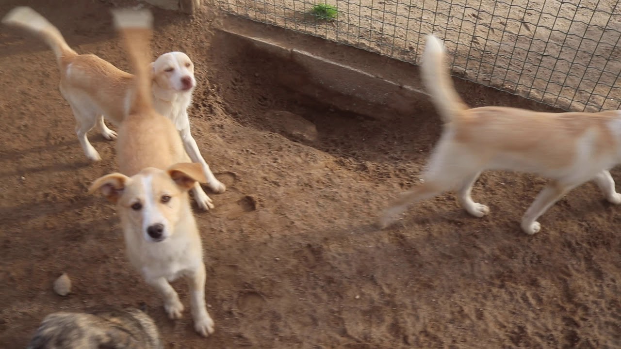 Nestle Nougat and Nugget 1 YouTube