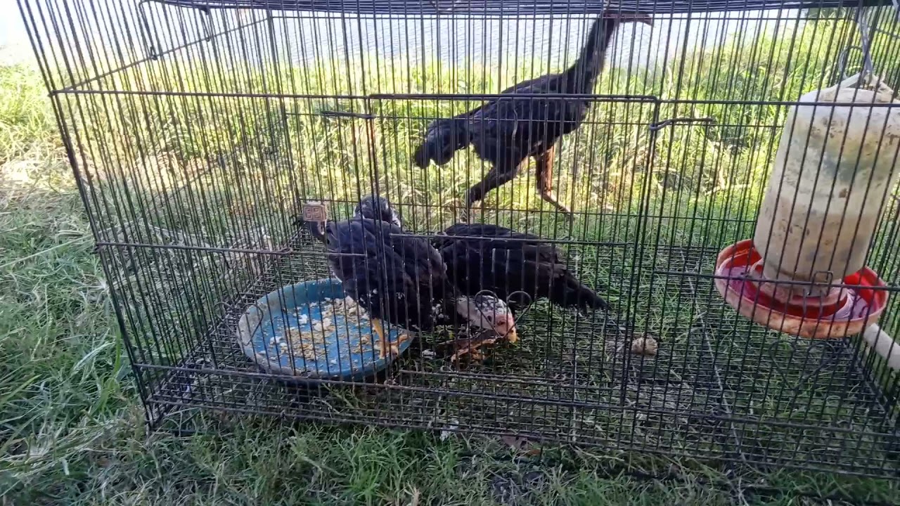 anakan ayam Bangkok hasil ternak 