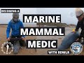 BECOME A MARINE MAMMAL MEDIC with BDMLR -training course on the rescue of Seals, Dolphins and Whales