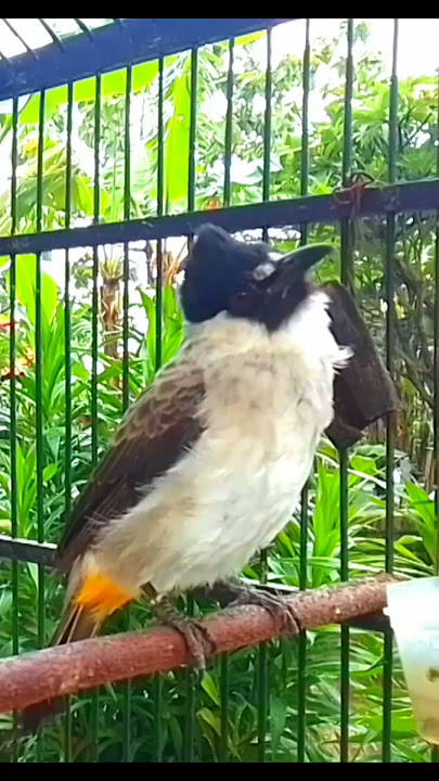 pancingan suara burung kutilang gacor agar nyaut