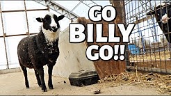 BILLY WEARS THE GOPRO! (GoPro fun, experimenting with Coca Cola, and a Q&A with HUBS!) Vlog 289