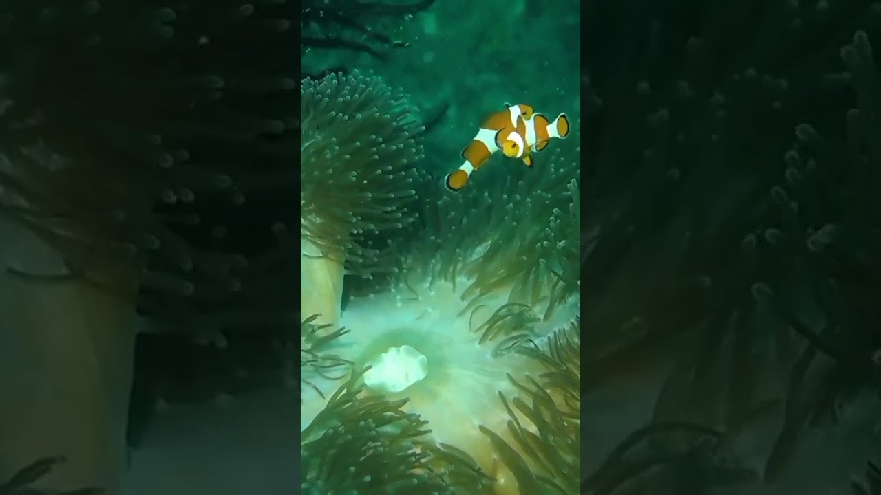 Clown Fish Swimming Inside The Corals