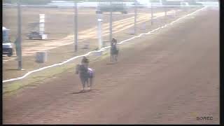 Live Hippodrome « El Jadida» | Courses du « 19/06/2019 »