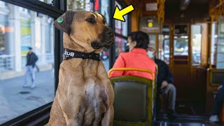 Dog Takes The Subway Everyday, Then A Man Follows It & Discovers The Shocking Reason! by Incredible Stories 9,503 views 7 days ago 9 minutes, 23 seconds