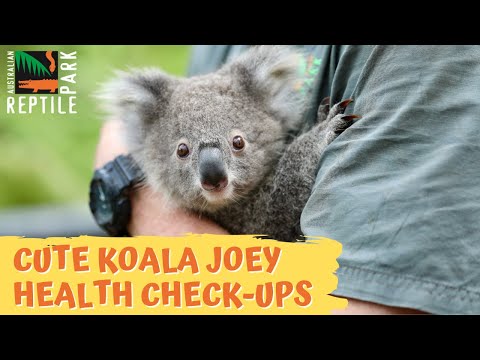 Cute Koala Joey Health Checks | Australian Reptile Park